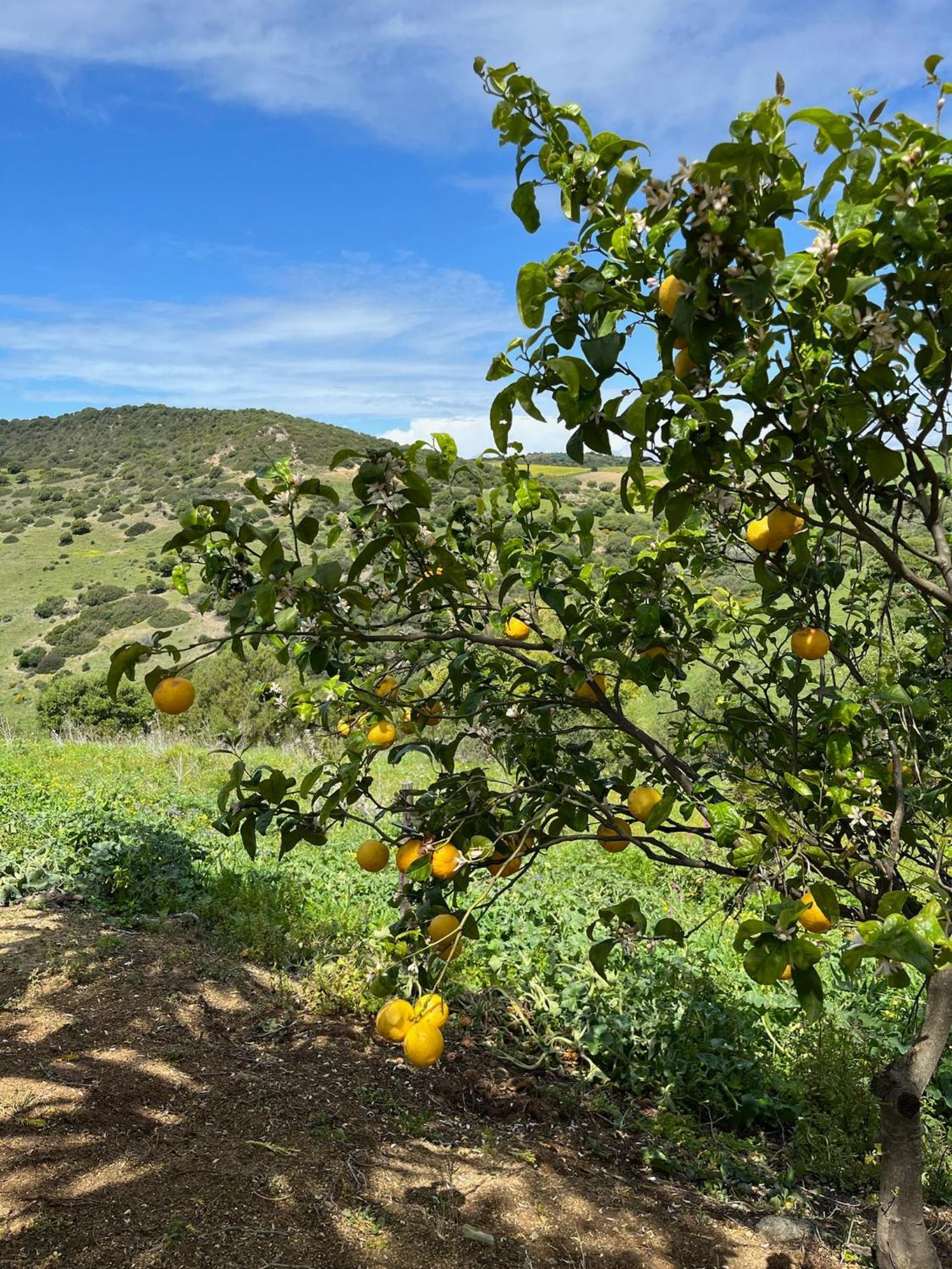 Finca La Vina Vejer de la Frontera Extérieur photo