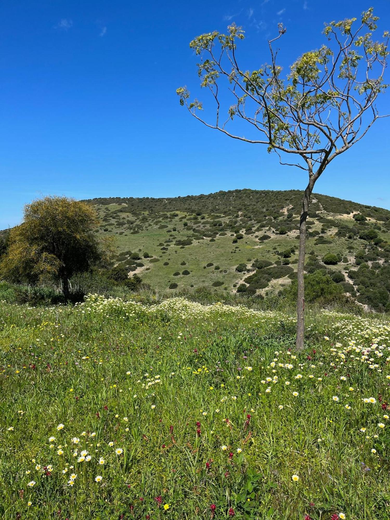 Finca La Vina Vejer de la Frontera Extérieur photo